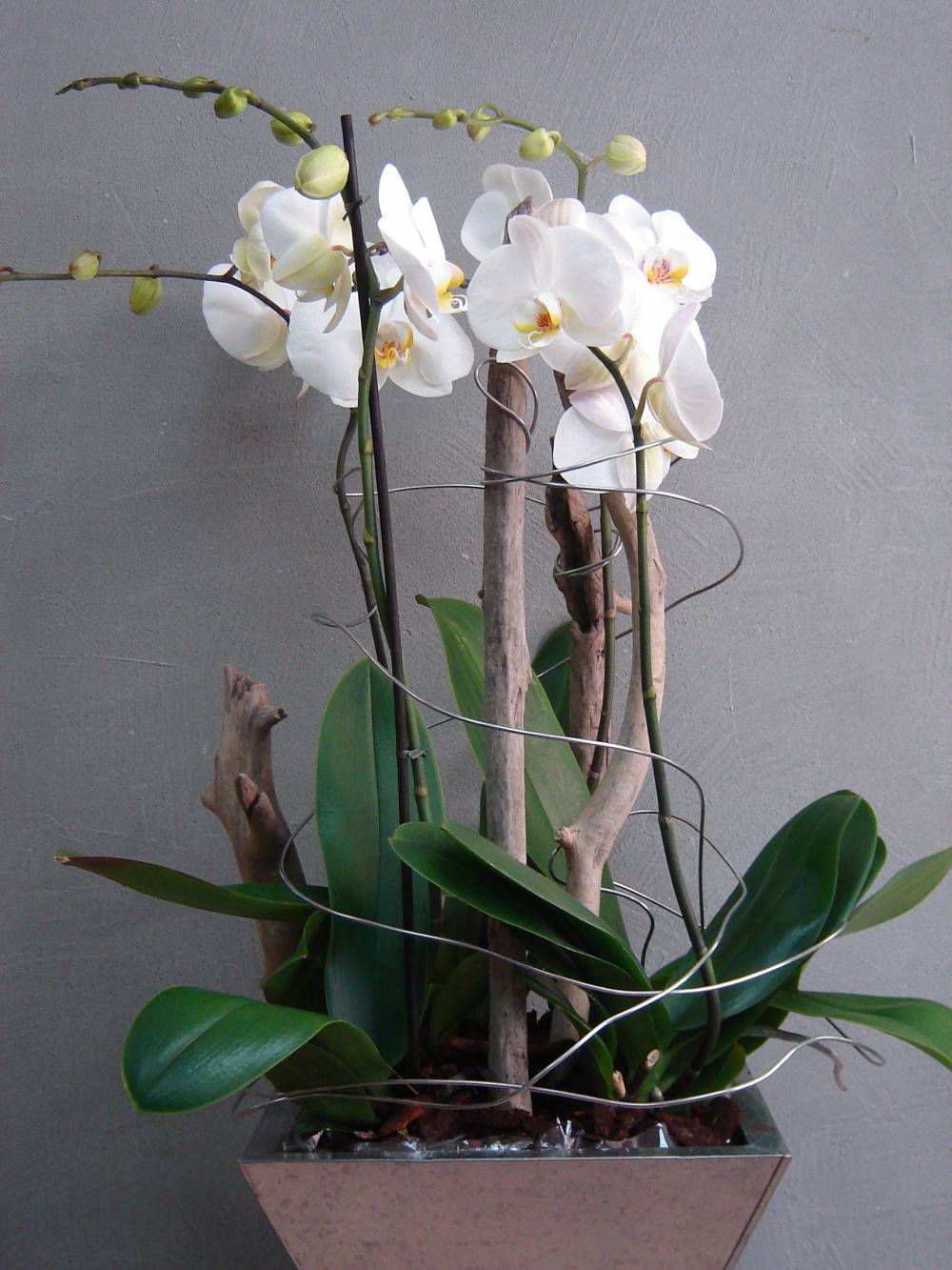 COUPE_D-ORCHIDEES_BLANCHES(phalaenopsis)_à_partir_de_70€-1920w.jpg