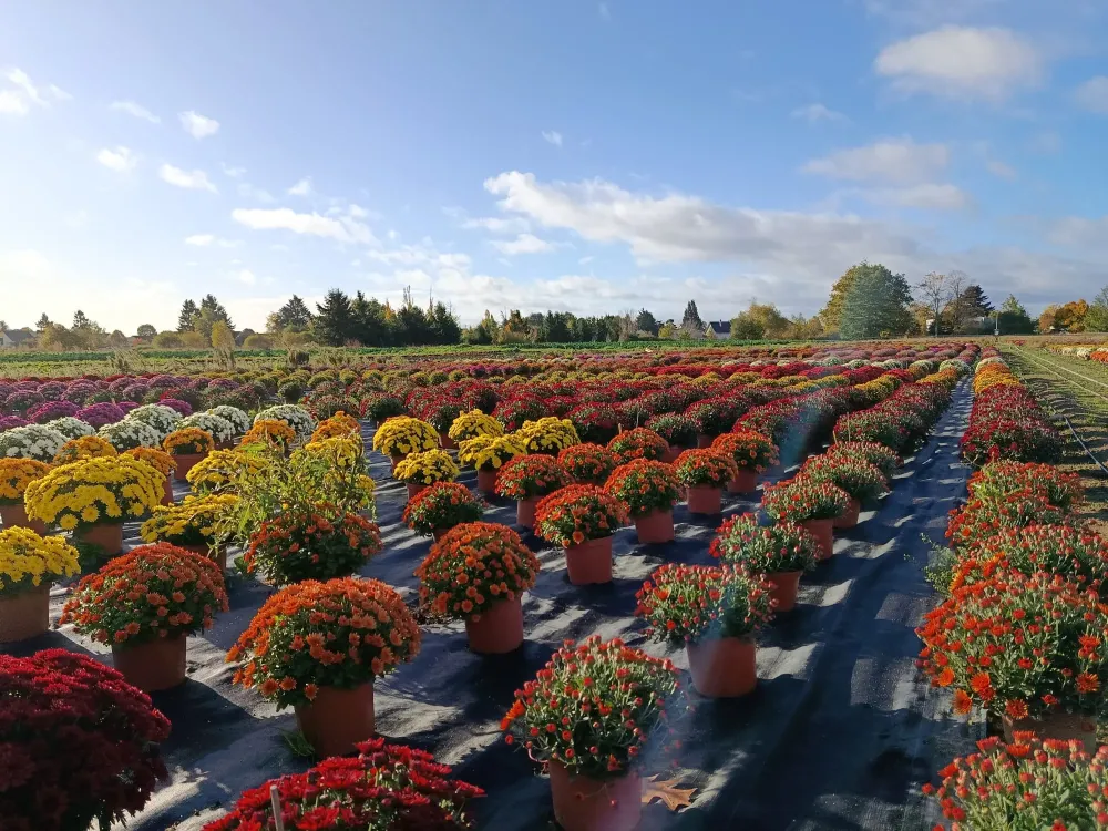pots de fleurs