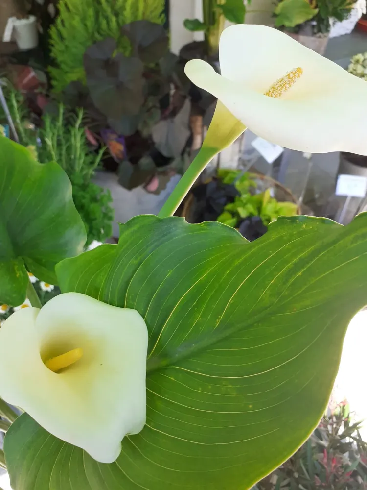 plante