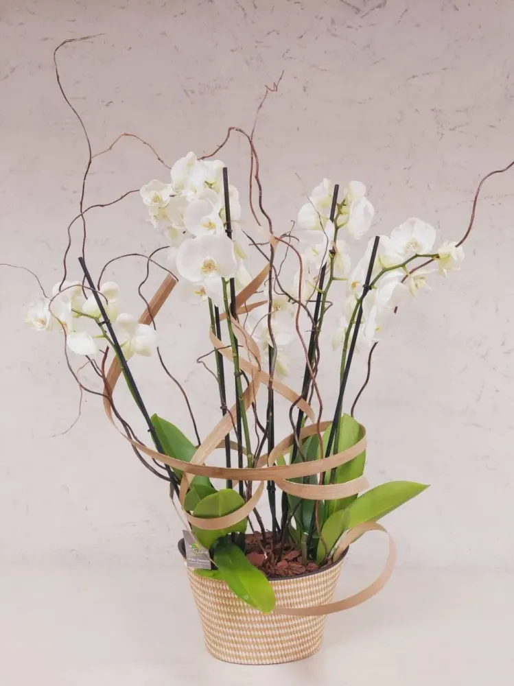 Composition d'orchidée