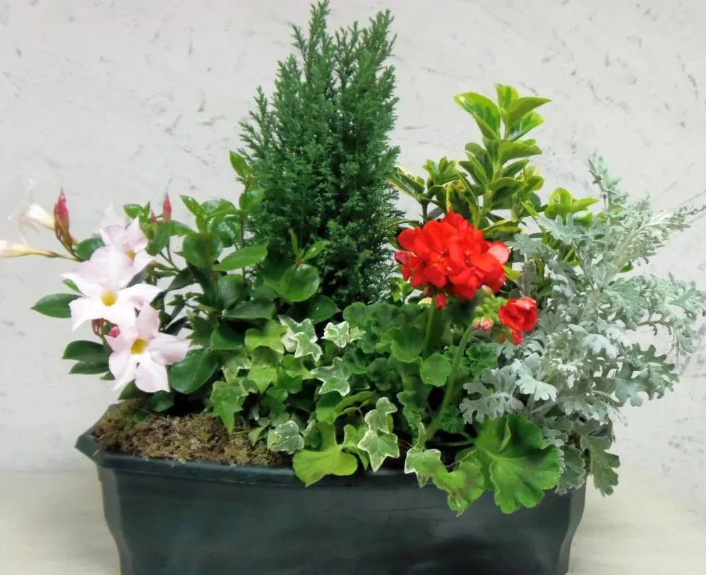 Jardinière de plantes